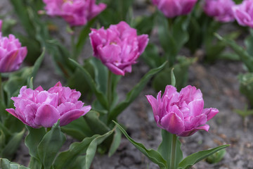 Naklejka premium Flowerbed of purple tulips in the park. Detailed view