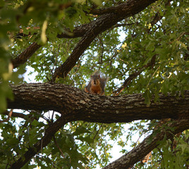 Squirrell wishes me to go away