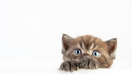 Cat baby tabby Kitten Cute Beautifu on white background