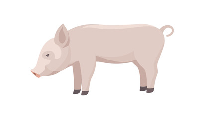 Farm Animal Pig. Funny Piggy. Little Piglet.