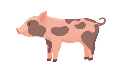 Farm Animal Pig. Funny Piggy. Little Dirty Piglet.
