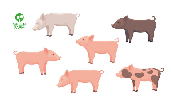 Farm Animal Pig. Funny Piggy. Little Piglet. Vector Set.