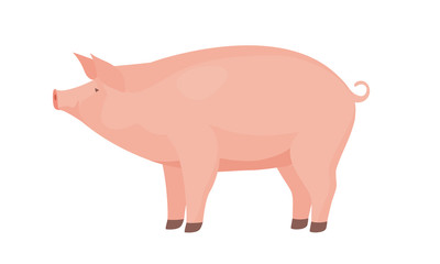 Farm Animal Pig. Piggy bank.