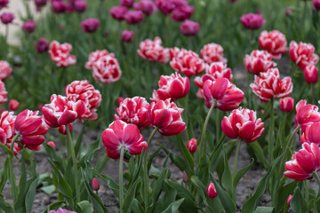 Red tulips with a white stripe in the park, detailed view.