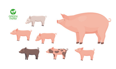 Farm Animal Pig with Funny Piggy. Little Piglet. Vector Set.