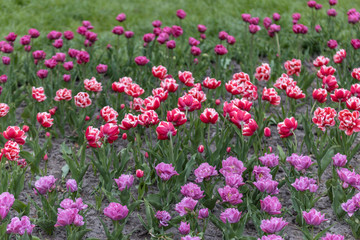 Obraz na płótnie Canvas Flowerbed of tulips in the park. Detailed view
