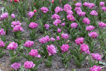 Flowerbed of purple tulips in the park. Detailed view