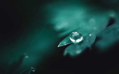 A drop of rain on the grass, an artistically blurred background of cold hue