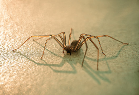 Transparent spider in the sunset light from the sun, with long hairy legs sitting on the table