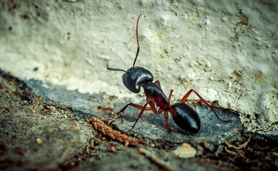 Big and small ant meeting on the trail.Macrophotography.