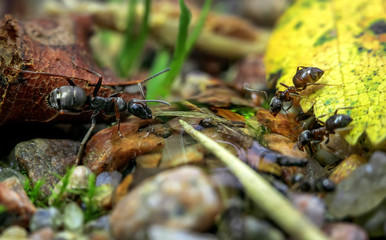 A large and small ant drink water.Macrophotography.