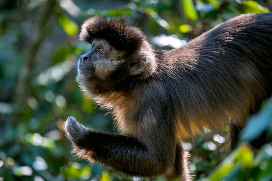 Tufted capuchin monkey (Sapajus apella), AKA macaco-prego into the wild in  Brazil Stock Photo - Alamy