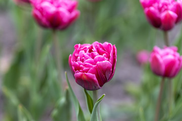 Purple tulips in the flowerbed. Detailed view