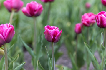 Fototapeta premium Purple tulips in the flowerbed. Detailed view
