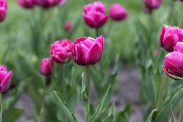 Purple tulips in the flowerbed. Detailed view