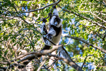Black and white ruffed lemur photographed in South Africa. Picture made in 2019.