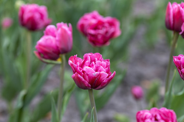 Purple tulips in the flowerbed. Detailed view