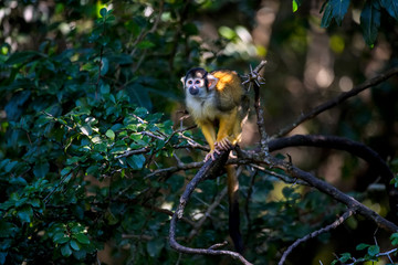 Black capped squirrel monkey photographed in South Africa. Picture made in 2019.