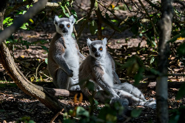 Ring tailed lemur photographed in South Africa. Picture made in 2019.