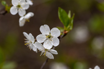 White flowers of bird cherry tree in spring.