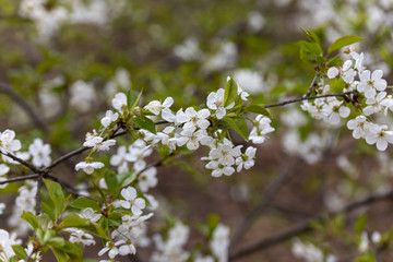 White flowers of bird cherry tree in spring.