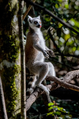Ring tailed lemur photographed in South Africa. Picture made in 2019.
