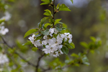 White flowers of bird cherry tree in spring.