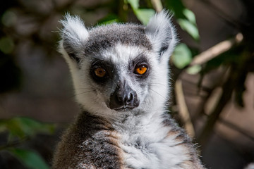 Ring tailed lemur photographed in South Africa. Picture made in 2019. © Leonardo