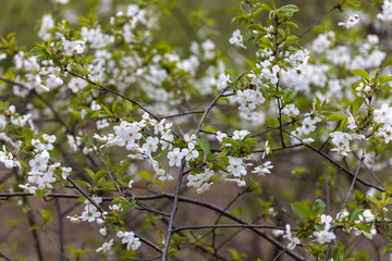 White flowers of bird cherry tree in spring.