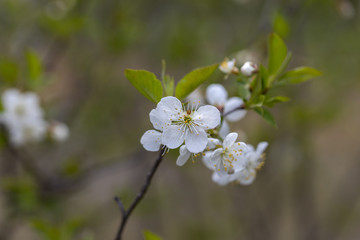 White flowers of bird cherry tree in spring.