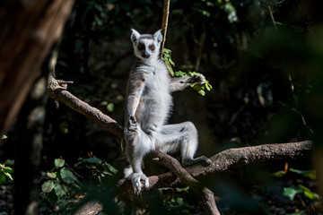 Ring tailed lemur photographed in South Africa. Picture made in 2019.