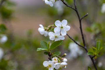 White flowers of bird cherry tree in spring.