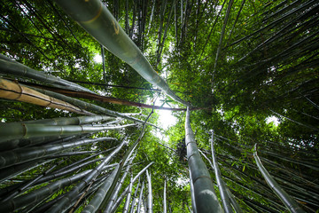 Crystal Castle Bamboo Walk, Byron Bay, New South Wales, Australia in the Hinterland