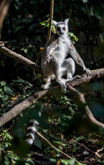 Ring tailed lemur photographed in South Africa. Picture made in 2019.
