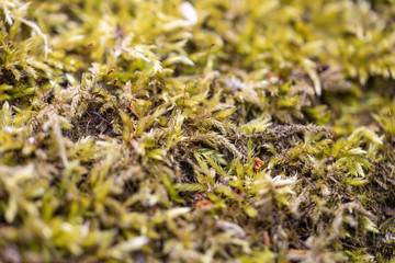 Fototapeta na wymiar Green moss in spring forest, close-up