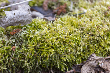 Green moss in spring forest, close-up