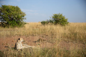 Cheetah on Safari in Masai Mara National Park, Kenya, Africa