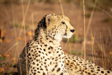 Cheetah on Safari in Masai Mara National Park, Kenya, Africa