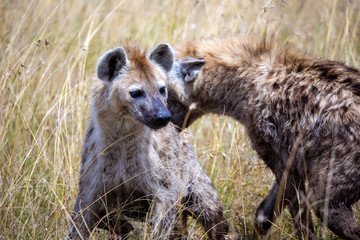 Pack of Hyena on Safari in the Masai Mara National Park, Kenya, Africa