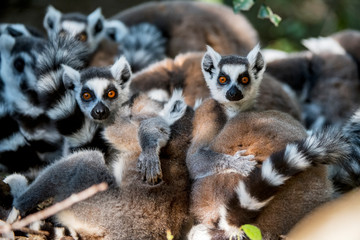 Obraz premium Ring tailed lemur photographed in South Africa. Picture made in 2019.