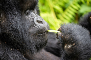 Gorilla Eating while Gorilla Trekking Rwanda, Africa in Volcanoes National Park