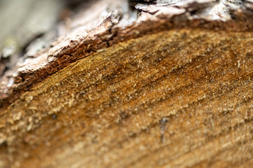 Sawed a birch tree in the forest.