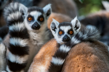 Ring tailed lemur photographed in South Africa. Picture made in 2019.