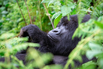 Gorilla Relaxing while Gorilla Trekking Rwanda, Africa in Volcanoes National Park