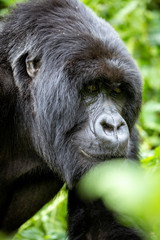 Obraz premium Gorilla Trekking Rwanda, Africa in Volcanoes National Park