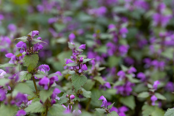 Violet forest flowers in spring. Close-up.