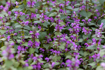 Obraz na płótnie Canvas Violet forest flowers in spring. Close-up.