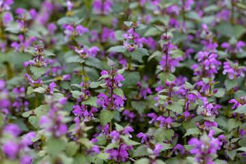 Violet forest flowers in spring. Close-up.