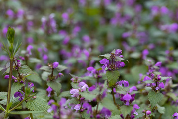 Violet forest flowers in spring. Close-up.
