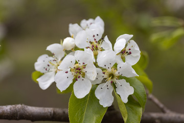 White flowers of bird cherry tree in spring.